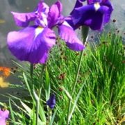 Iris ensata 'Marmoura'